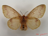 Lechriolepis nigrivenis